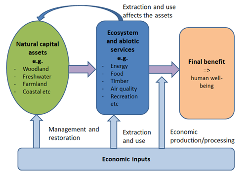 Summarises simplistically the distinction between asset accounts and service accounts